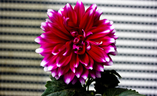 771529 (a): :2965x1828